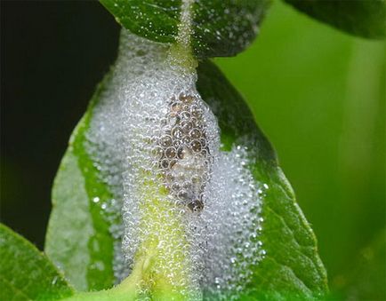 Spittlebug-slyunyavka egy rózsa - elleni védekezésre és megelőzésére a rózsa (spittlebug-slyunyavka) Spittlebug-slyunyavka egy rózsa - intézkedések ellenőrzése és megelőzése a rózsa