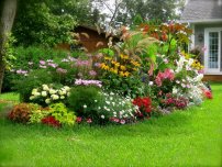 Átültetett tűlevelűek vagy hagyja a tartályt, virágok a kertben (tanya)