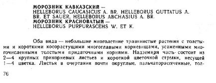 Персональний сайт - морозник кавказький - смертельно небезпечний