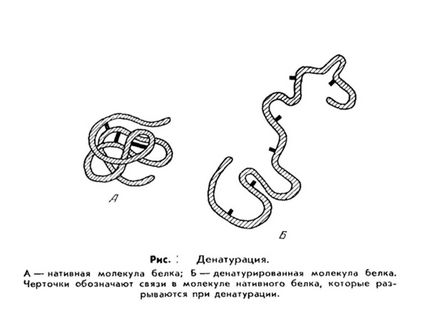 Site-ul personal - structura, proprietățile și clasificarea proteinelor