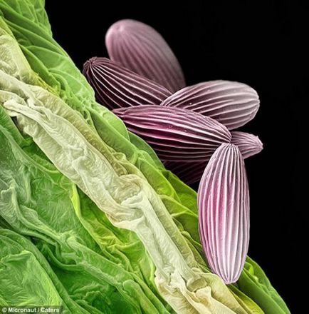 Pollen mikroszkóp alatt - egy ablak a tetőtérben