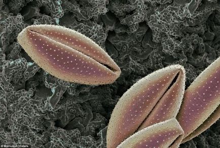 Pollen mikroszkóp alatt - egy ablak a tetőtérben