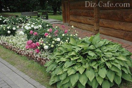 Півонії посадка і догляд, вибір гарного сорту, висадка в грунт