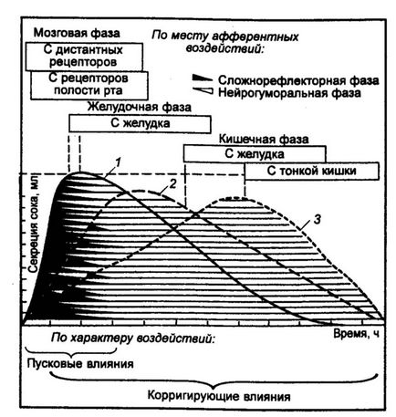 Sistemul digestiv