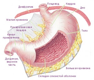 Esofag, stomac și proces digestiv