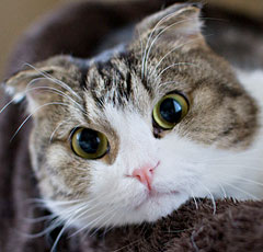 Розплідник шотландських кішок anykey висловухі кошенята (фото скоттиш фолд і скоттиш страйт)