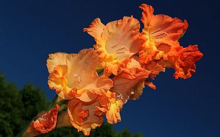 De ce gladioli curbe de ce gladiolus a devenit curbat