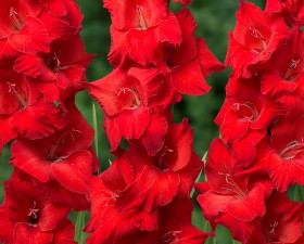 De ce gladiolus curbe flori tulpini, casa noastra si gradina este casa noastra si gradina