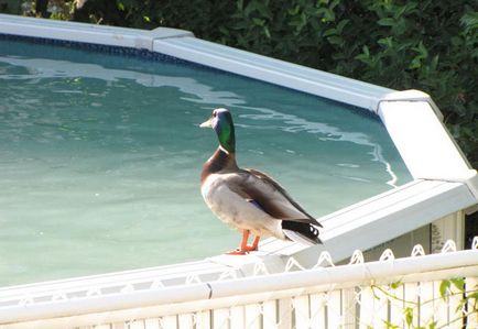 De ce apa din piscină este plictisită și albă și ce ar trebui să fac în legătură cu aceasta?