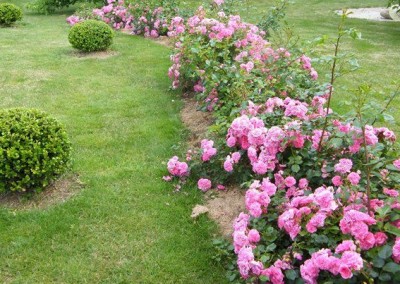 Почвеното покритие рози в засаждането на озеленяване и грижа, най-добрите класове