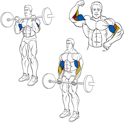 Підйом штанги на біцепс стоячи, техніка виконання, академія спорту