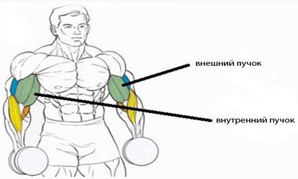 Підйом штанги на біцепс стоячи, техніка виконання, академія спорту