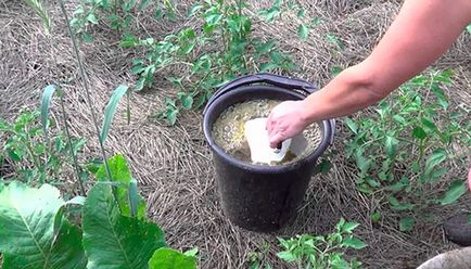 Rochia de top dressing în timpul înfloririi