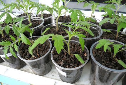 Підживлення розсади помідорів домашніх умовах