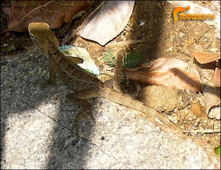 ПІДЗАГІН ящірки (lacertilia), фауна землі