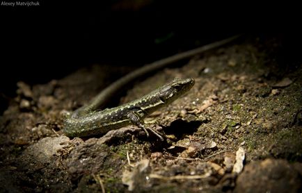 Alrendjeként gyík (lacertilia), a fauna a föld