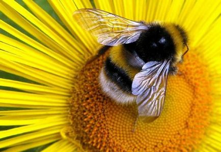 Соняшникові мед, лікування властивості користь соняшникової меду