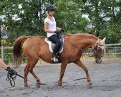 Rezumând sarcina și lucrați cu spatele ceea ce simți când calul în ocazie, calificarea fericită a cailor