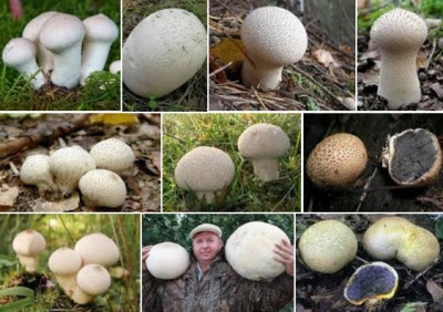 Proprietăți utile ale unei ciuperci de ploaie