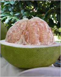 Pomelo - giant de citrice