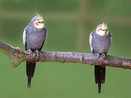 papagáj cockatiel