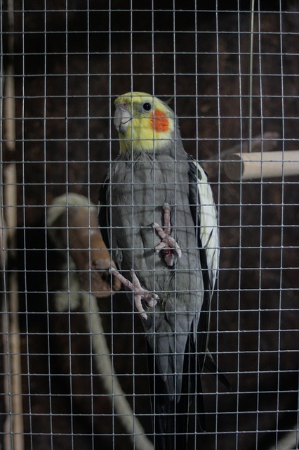 papagáj cockatiel