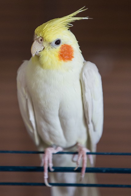 papagáj cockatiel