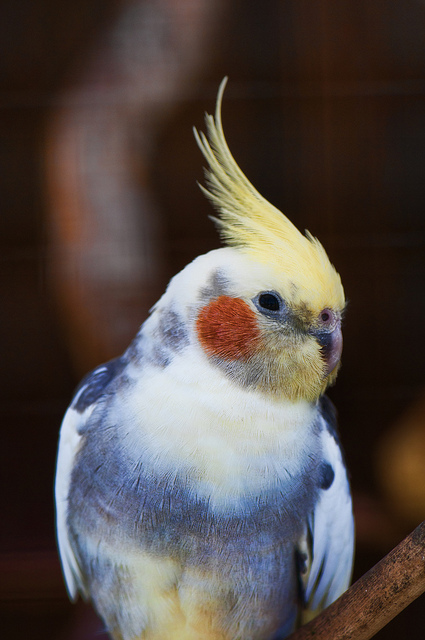 Parrot Corella fotografie, spune sex, cușcă, îngrijire, cât de mult trăiesc, bărbat, femeie