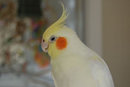 Parrot Corella fotografie, spune sex, cușcă, îngrijire, cât de mult trăiesc, bărbat, femeie