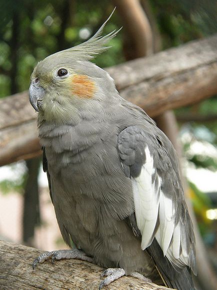 Parrot Corella fotografie, spune sex, cușcă, îngrijire, cât de mult trăiesc, bărbat, femeie