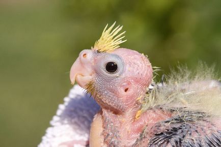 Parrot Corella fotografie, spune sex, cușcă, îngrijire, cât de mult trăiesc, bărbat, femeie