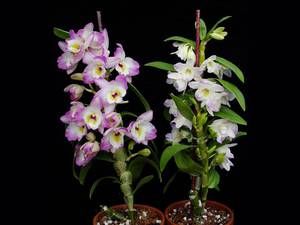 Populare specii de orhidee dendrobium nume și fotografii, în creștere acasă, moduri