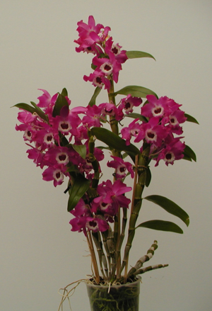 Популярні види орхідеї дендробиум назви і фото, вирощування в домашніх умовах, способи