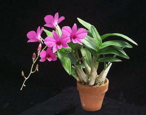 Populare specii de orhidee dendrobium nume și fotografii, în creștere acasă, moduri