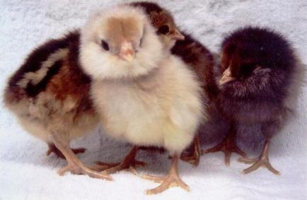 Breed Araucana tyúkok fajta leírását, jellemzőit a termesztés, az előnyök és hátrányok, vélemények