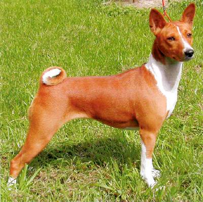 Порода собак - басенджи (собака занде, лісова собака з конго, бонго-тер'єр, конго-тер'єр,