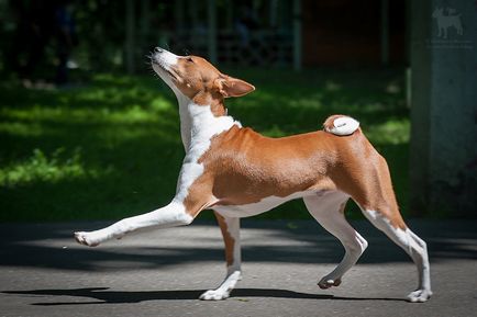 Rasa de câini - Basenji (câine zande, câine din Congo, bongo terrier, Congo-terrier,