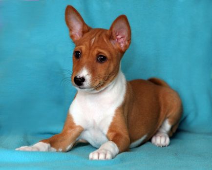 Rasa de câini - Basenji (câine zande, câine din Congo, bongo terrier, Congo-terrier,