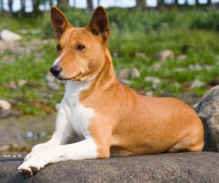 Порода собак - басенджи (собака занде, лісова собака з конго, бонго-тер'єр, конго-тер'єр,