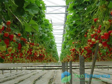 Plantarea căpșunilor într-o seră - tehnologie rusă și olandeză
