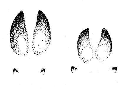 Pe urmele animalelor forestiere (Rukovsky