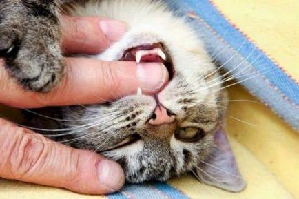 Поведінка кішок 15 знаків кохання тварини до людини