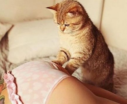Comportamentul pisicilor 15 semne de dragoste animală pentru o persoană