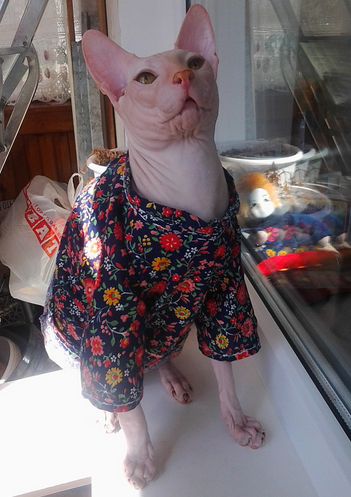 Reguli pentru depozitarea hranei pentru pisici în frigider - șobolan Don Sphynx