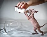 Reguli pentru depozitarea hranei pentru pisici în frigider - șobolan Don Sphynx