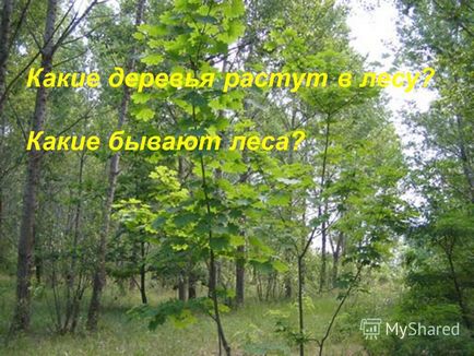 Презентація на тему чому рослини відносяться до живої природи назвіть частини рослин