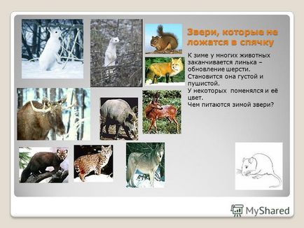 Prezentare pe tema timpului de iarnă în viața animalelor, cum animalele hibernează unde și cum insectele sunt hibernate și