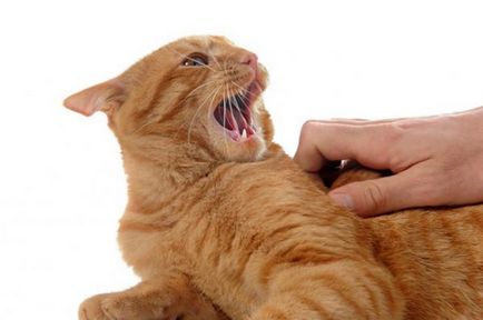 Причини і корекція агресивної поведінки кішок