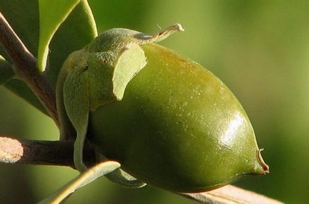 Uleiul de jojoba în îngrijirea facială