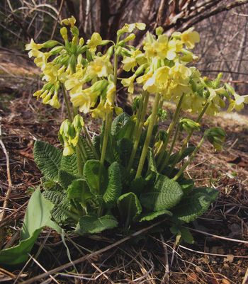 Primula medicinal - proprietăți medicinale, aplicare